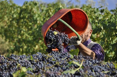 vendemmia.jpg (219.29 KiB) Osservato 5772 volte vendemmia.jpg
