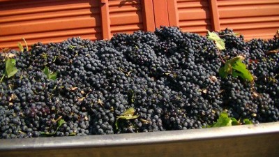 Uve Primitivo.jpg (123.18 KiB) Osservato 5670 volte Uve Primitivo.jpg
