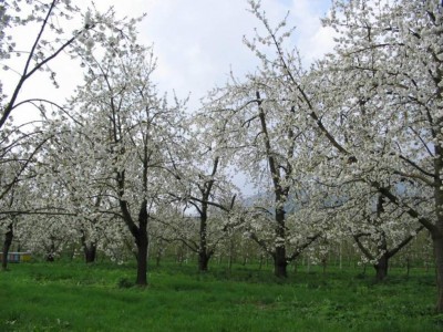 ciliegio-in-fiore_foto-Zago-laimburg-2_imagefullwide.jpg (150.82 KiB) Osservato 1650 volte ciliegio-in-fiore_foto-Zago-laimburg-2_imagefullwide.jpg
