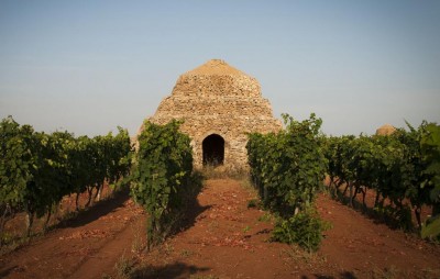 vigneto_primitivo2.jpg (91.62 KiB) Osservato 2171 volte vigneto_primitivo2.jpg