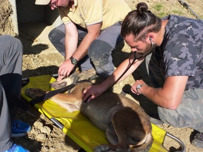 Operazione di cattura.jpg (266.07 KiB) Osservato 4049 volte Operazione di cattura.jpg