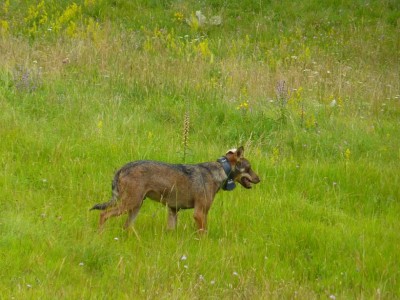 Rilascio ibrido con radiocollare.jpg (132.79 KiB) Osservato 4049 volte Rilascio ibrido con radiocollare.jpg