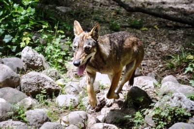 Giovane ibrido lupo cane. ph. M. Bassano.jpg