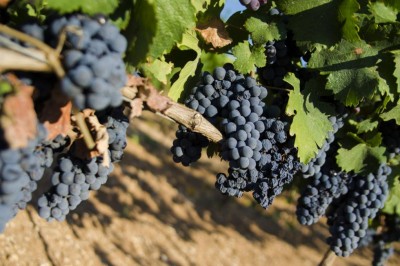 primitivo.jpg (98.71 KiB) Osservato 3557 volte primitivo.jpg
