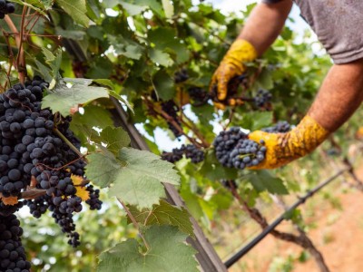 harvest2020 (64).jpg (111.32 KiB) Osservato 3866 volte harvest2020 (64).jpg