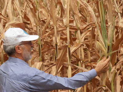 Il-Perito-Mariano-Schiavon-con-ina-pannopcchia-compromessa.jpg (218.88 KiB) Osservato 6217 volte Il-Perito-Mariano-Schiavon-con-ina-pannopcchia-compromessa.jpg