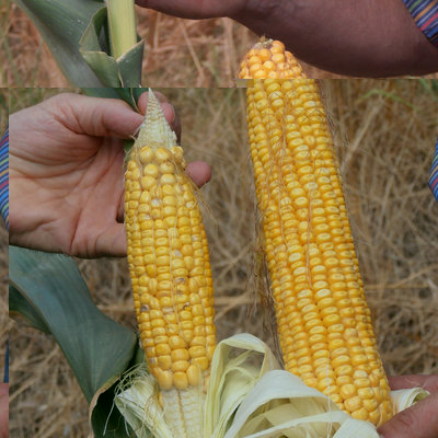 Pannocchia-danneggiata-e-pannocchia-irrigata.jpg (189.59 KiB) Osservato 6217 volte Pannocchia-danneggiata-e-pannocchia-irrigata.jpg