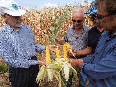 Perit-condifesa-con-pannocchie-danneggiate-e-buone.jpg (221.74 KiB) Osservato 6217 volte Perit-condifesa-con-pannocchie-danneggiate-e-buone.jpg