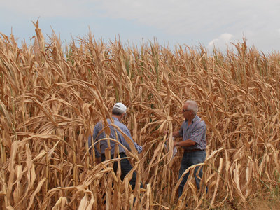 Periti-su-campo-di-Mais-danneggiato.jpg (239.84 KiB) Osservato 6217 volte Periti-su-campo-di-Mais-danneggiato.jpg