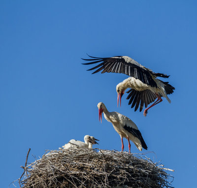 Cicogne Monsummano 03 (foto Maurizio Berni).jpg (248.91 KiB) Osservato 3176 volte Cicogne Monsummano 03 (foto Maurizio Berni).jpg