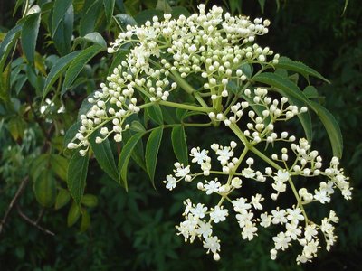 Azadirachta_indica.jpg (144.92 KiB) Osservato 1750 volte Azadirachta_indica.jpg