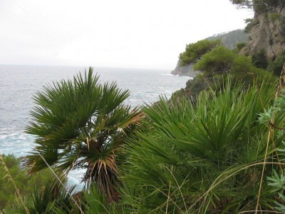 Chamaerops humilis.jpg (163.42 KiB) Osservato 1057 volte Chamaerops humilis.jpg