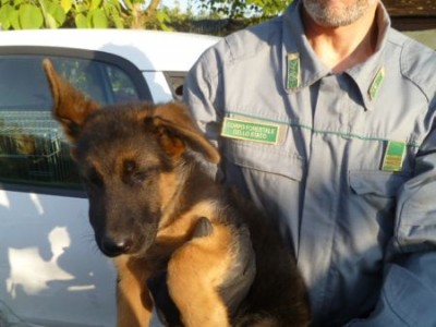 cane cfs.jpg (60.42 KiB) Osservato 912 volte cane cfs.jpg