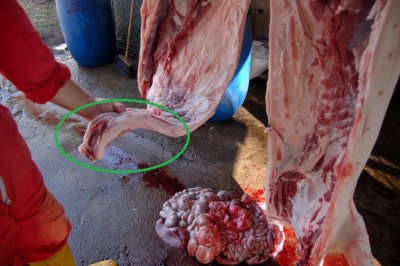 Lardo di Coppa 2a.jpg (176.94 KiB) Osservato 1237 volte Lardo di Coppa 2a.jpg