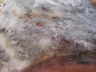 Dettaglio muffe / muffe-1.jpg muffe-1.jpg