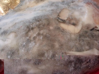 Dettaglio muffe / muffe-2.jpg muffe-2.jpg