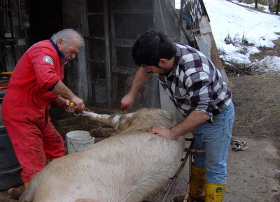 Raschiamento.jpg (165.44 KiB) Osservato 19913 volte Raschiamento.jpg