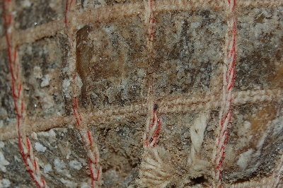 particolare / Particolare_Capocollo.jpg Particolare_Capocollo.jpg