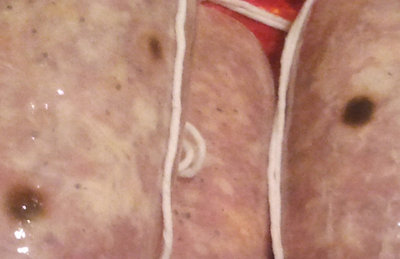salami.jpg salami.jpg