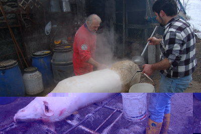 depilazione_raschiatura norcineria casalinga.jpg (122.8 KiB) Osservato 2042 volte depilazione_raschiatura norcineria casalinga.jpg