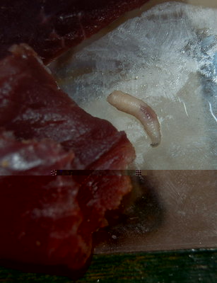 larva di moscone_4.jpg (114.66 KiB) Osservato 7172 volte larva di moscone_4.jpg