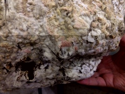 image1.jpeg (141.88 KiB) Osservato 755 volte image1.jpeg