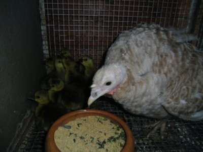 ochette2015 049.jpg (305.15 KiB) Osservato 945 volte ochette2015 049.jpg