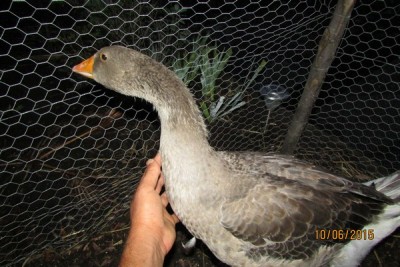 IMG_3910 (Copia).JPG (110.62 KiB) Osservato 991 volte IMG_3910 (Copia).JPG