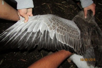 IMG_3916 (Copia).JPG (78.74 KiB) Osservato 991 volte IMG_3916 (Copia).JPG