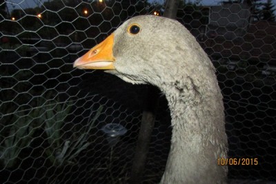 IMG_3913 (Copia).JPG (82.63 KiB) Osservato 991 volte IMG_3913 (Copia).JPG