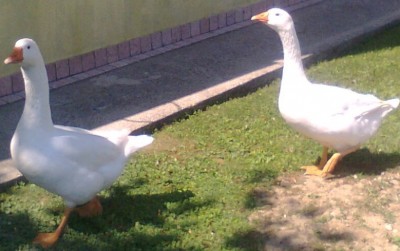 foto0595 (3).jpg (108.78 KiB) Osservato 4092 volte foto0595 (3).jpg