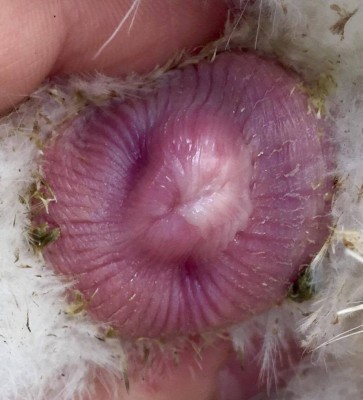 1 / 12919506_1318996841451094_591822901_o.jpg 12919506_1318996841451094_591822901_o.jpg