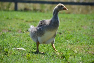 image1.JPG (110.66 KiB) Osservato 1038 volte image1.JPG