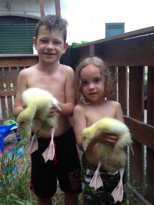 image.jpeg (88.68 KiB) Osservato 856 volte image.jpeg