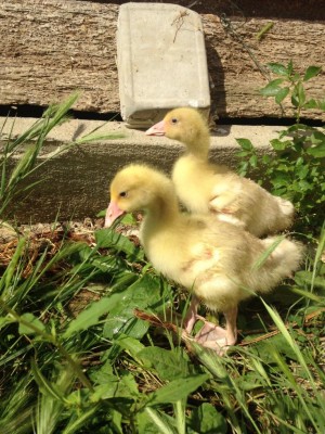 image.jpeg (166.09 KiB) Osservato 856 volte image.jpeg