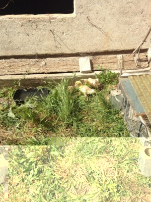 image.jpg (221.06 KiB) Osservato 856 volte image.jpg