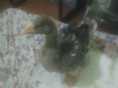 jedissimo2.jpg (62.21 KiB) Osservato 1323 volte jedissimo2.jpg