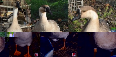 Cignoide Oca (Anser cygnoides) - 11.jpg (100.81 KiB) Osservato 695 volte Cignoide Oca (Anser cygnoides) - 11.jpg