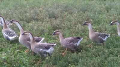 Cignoide Oca (Anser cygnoides) Giusep - 38.jpg (105.24 KiB) Osservato 695 volte Cignoide Oca (Anser cygnoides) Giusep - 38.jpg