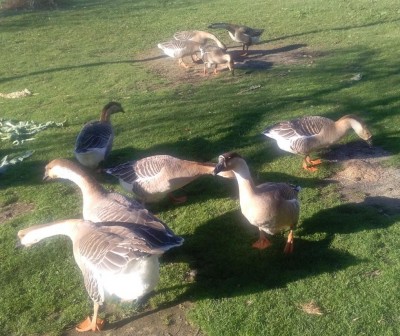 Cignoide Oca (Anser cygnoides) - 40A 17 X.jpg (170.86 KiB) Osservato 699 volte Cignoide Oca (Anser cygnoides) - 40A 17 X.jpg