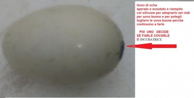 Cignoide Oca_ Uovo Modificato 48.jpg (32.48 KiB) Osservato 699 volte Cignoide Oca_ Uovo Modificato 48.jpg