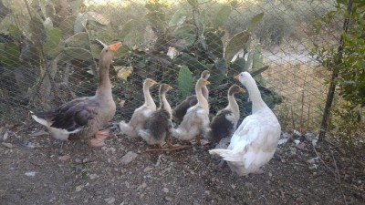 Questa è una foto della famiglia, forse la prima che è venuta bene al primo scatto / P_20170802_181730.jpg P_20170802_181730.jpg