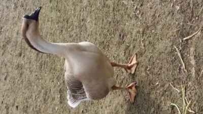 Foto1.jpg (105.84 KiB) Osservato 1009 volte Foto1.jpg