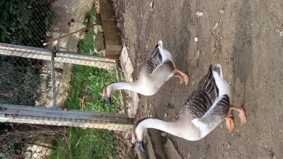 Foto2.jpg (127.86 KiB) Osservato 1009 volte Foto2.jpg