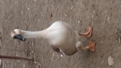 Foto3.jpg (51.99 KiB) Osservato 1009 volte Foto3.jpg