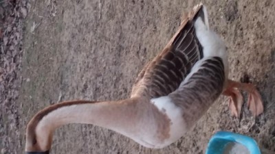 Foto4.jpg (68.92 KiB) Osservato 1009 volte Foto4.jpg