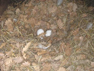 uova oche di IMG_7650.JPG (157.12 KiB) Osservato 2140 volte uova oche di IMG_7650.JPG