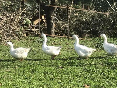 3D042328-D8EE-4D9A-84A4-C66F39E58FFC.jpeg (200.85 KiB) Osservato 2577 volte 3D042328-D8EE-4D9A-84A4-C66F39E58FFC.jpeg