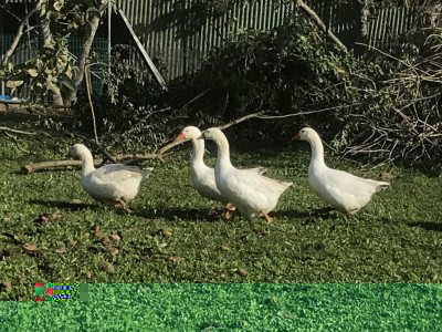 07D0ADA3-AD4E-47A5-8AE3-B3DF163C07CE.jpeg (184.42 KiB) Osservato 2738 volte 07D0ADA3-AD4E-47A5-8AE3-B3DF163C07CE.jpeg