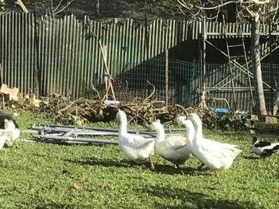 2EA3C901-7DCD-440E-B84E-9D5BEA207168.jpeg (168.52 KiB) Osservato 2577 volte 2EA3C901-7DCD-440E-B84E-9D5BEA207168.jpeg